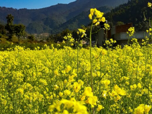 From Kathmandu: Chitlang Wine Tasting Tour and Short Hike