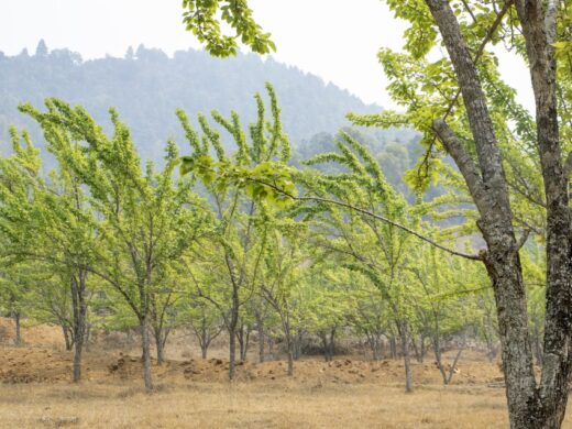 From Kathmandu: Chitlang Wine Tasting Tour and Short Hike