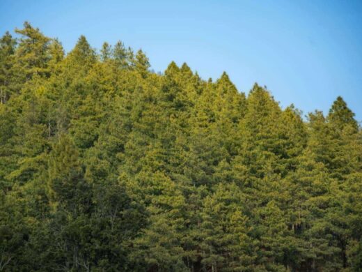 From Kathmandu: Chitlang Wine Tasting Tour and Short Hike