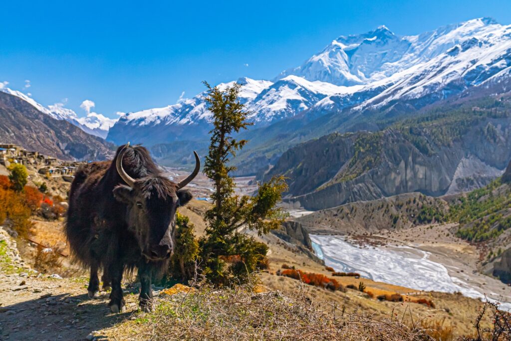 Yak - Luxury Nepal Tour Experience