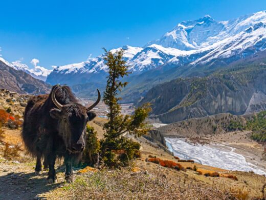 Yak - Luxury Nepal Tour Experience