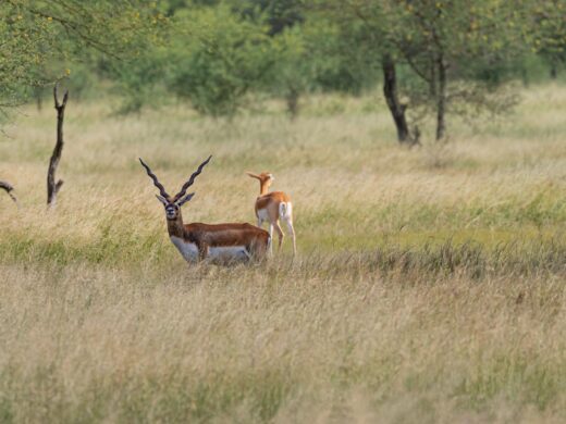 The blackbucks in their natural habitat in India