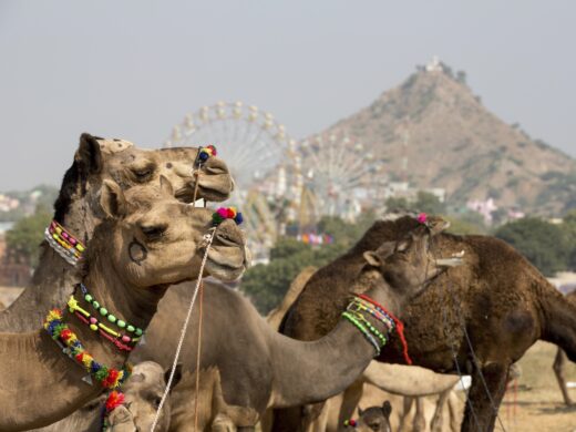 Camels wearing multicolored bead necklaces at Pushkar Camel Fair, Pushkar, Rajasthan, India