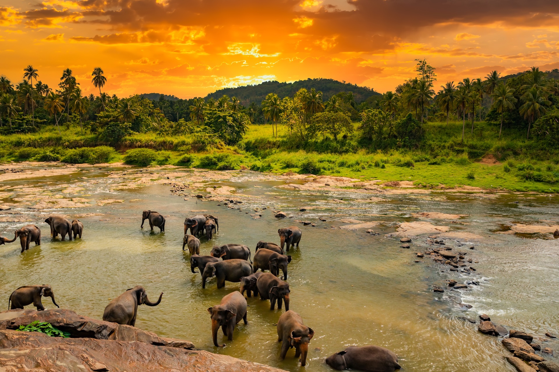 Elephants bathing in the river. Pinnawala Elephant Orphanage. Sri Lanka
