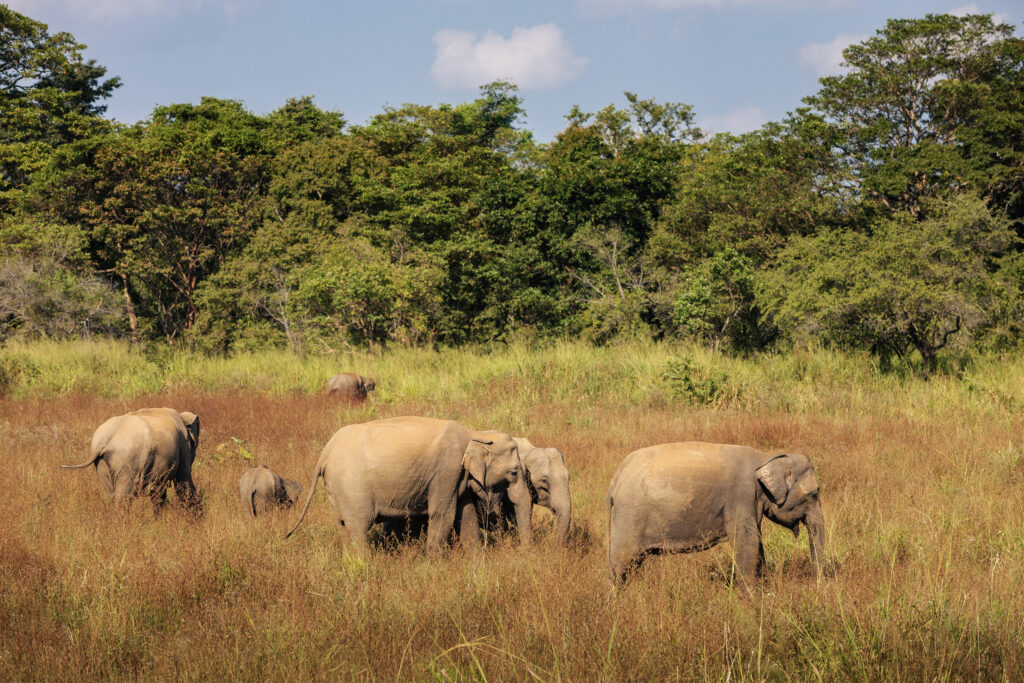 sri lanka wildlife expedition