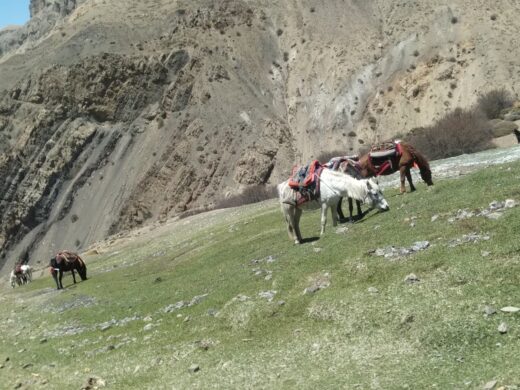 Horse trekking experience
