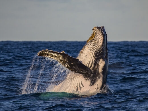 whale-watching