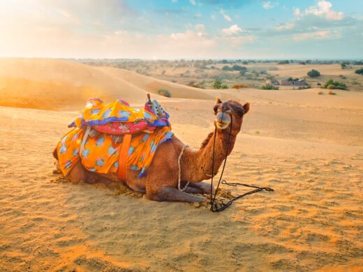 Indian camel in sand dunes of Thar desert on sunset. Caravan in Rajasthan travel tourism background safari adventure. Jaisalmer, Rajasthan, India