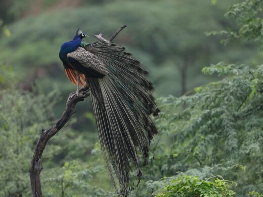 The beautiful lovely Indian peafowl also known as blue peafowl perched on a twig in nature