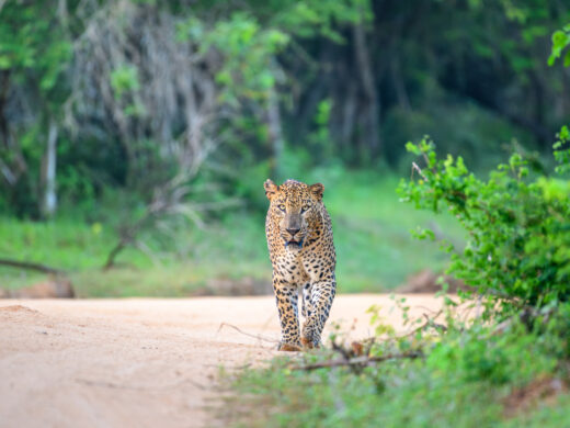 wildlife-srilanka