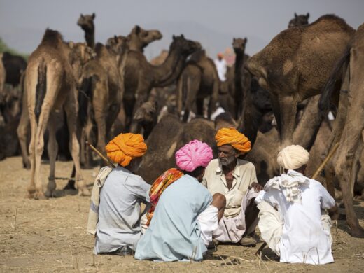 Men in traditional turbans engaged in conversation amidst a gathering of camels.