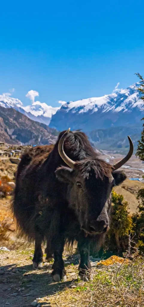 Yak standing along the Annapurna Circuit trek footpath with picturesque himalyan mountains on a sunny day in the fall