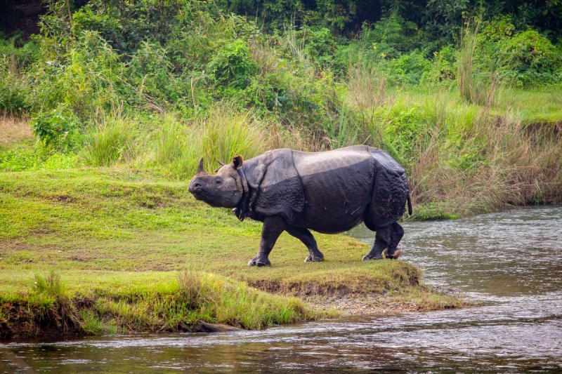 Nepal Experience - Chitwan