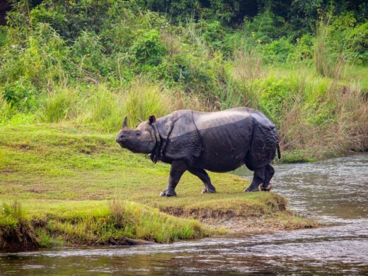 Nepal wildlife tour