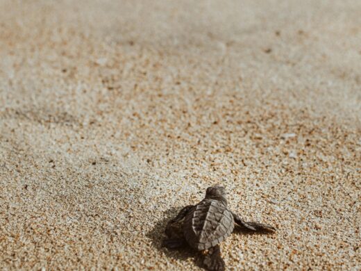 turtle-hatchery