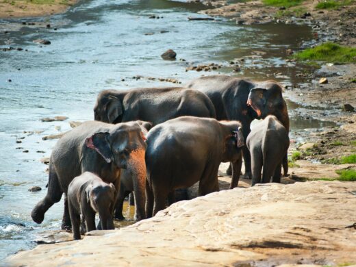 wildlife-elephants