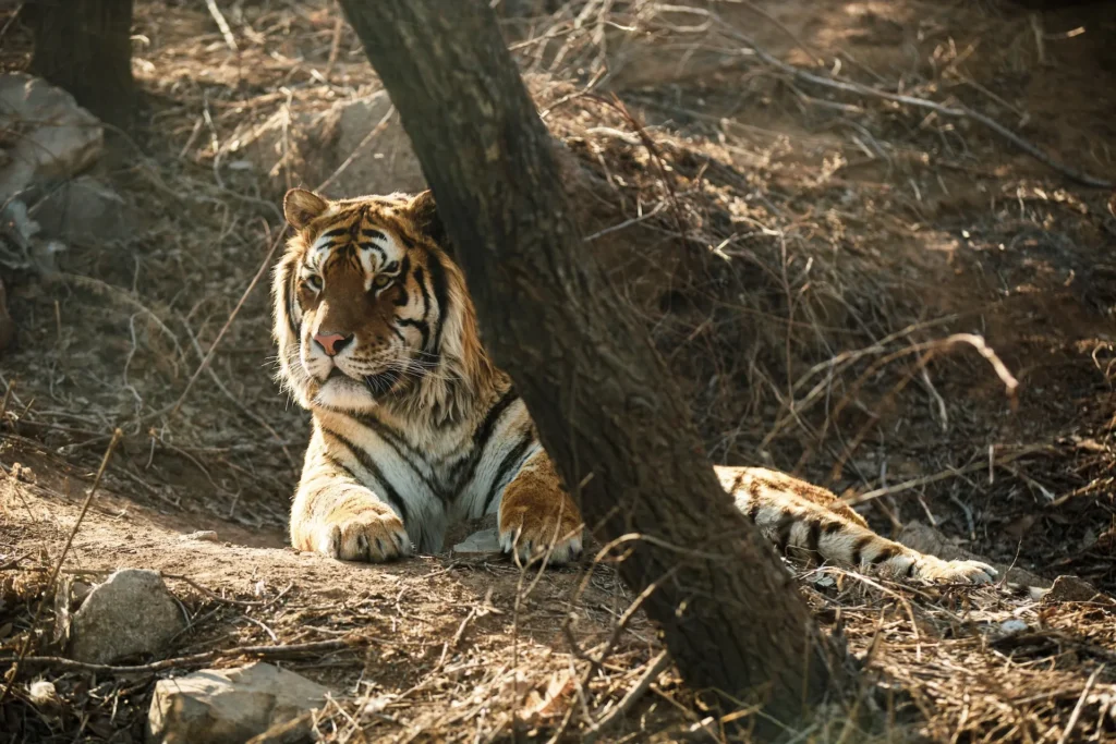 India Tour - tiger-india-ranthambore