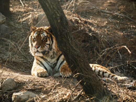 Front view of tiger in the zoo