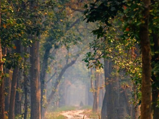 Nepal wildlife experience