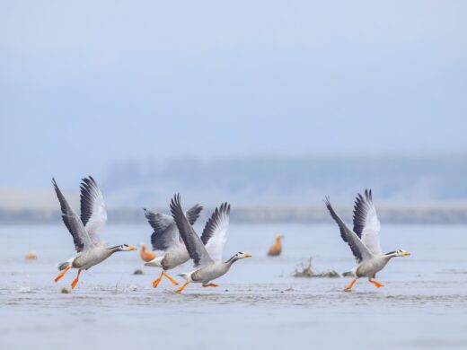 Nepal wildlife experience