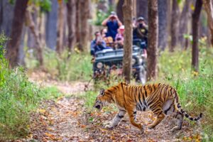 Nepal wildlife experience