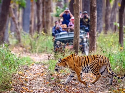 Nepal wildlife experience