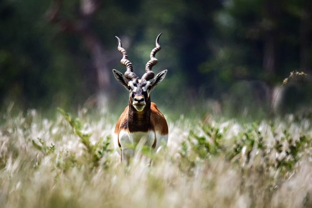 Nepal wildlife experience - balck buck