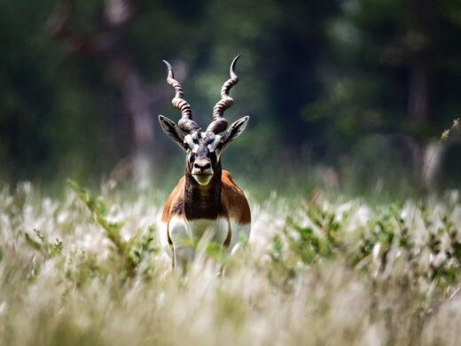 Nepal wildlife experience - balck buck