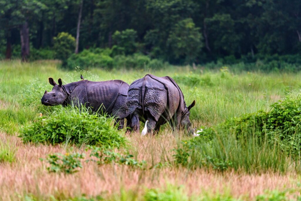 Nepal wildlife experience - rhino