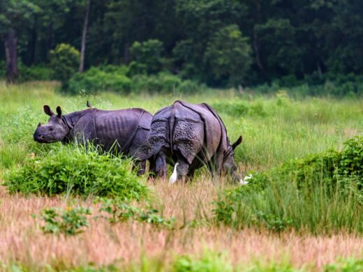 Nepal wildlife experience - rhino